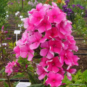 Phlox-‘Zarnitsa‘-5