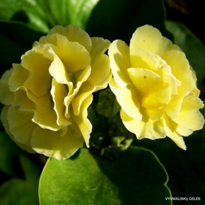 Primula auricula 'Avon Citronella’