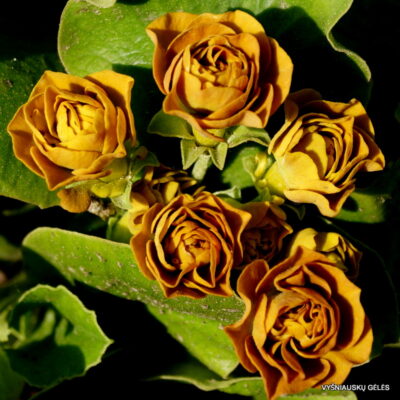 Primula auricula 'Forest Cappuccino’