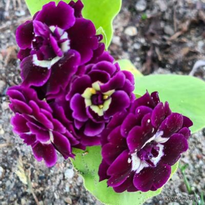 Primula auricula ‘Layslet’