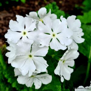Primula sieboldii 'Our White’