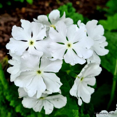 Primula sieboldii 'Our White’