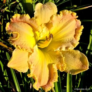 Ruffled Stawberry Parfait