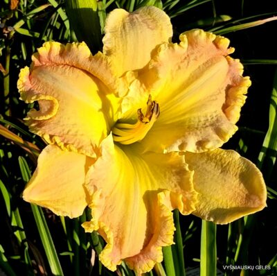 Ruffled Stawberry Parfait