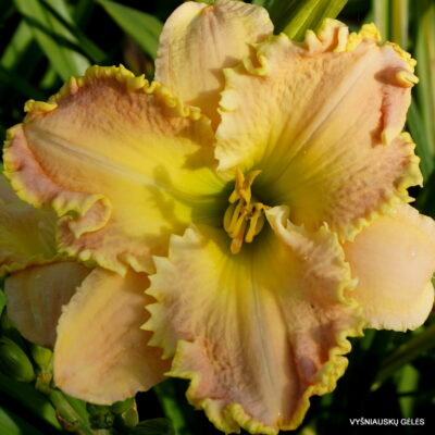 Ruffled Stawberry Parfait (2)