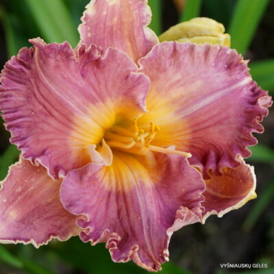 Spacecoast Starburst