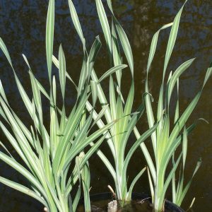 typha-latifolia-variegata