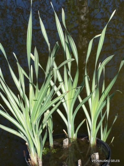 typha-latifolia-variegata