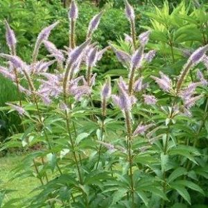 veronicastrum-japonicum-inge