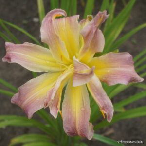 Viendienė 'Ashee Dashee'