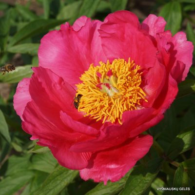 bijunai-rose-garland