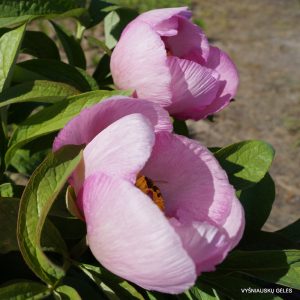 bijunai-rozinis-pavasaris