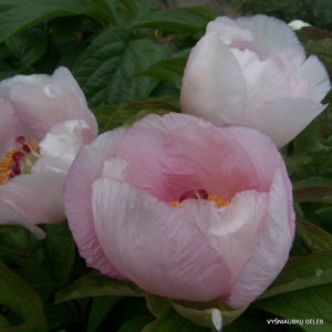 bijunai-rozine-simfonija