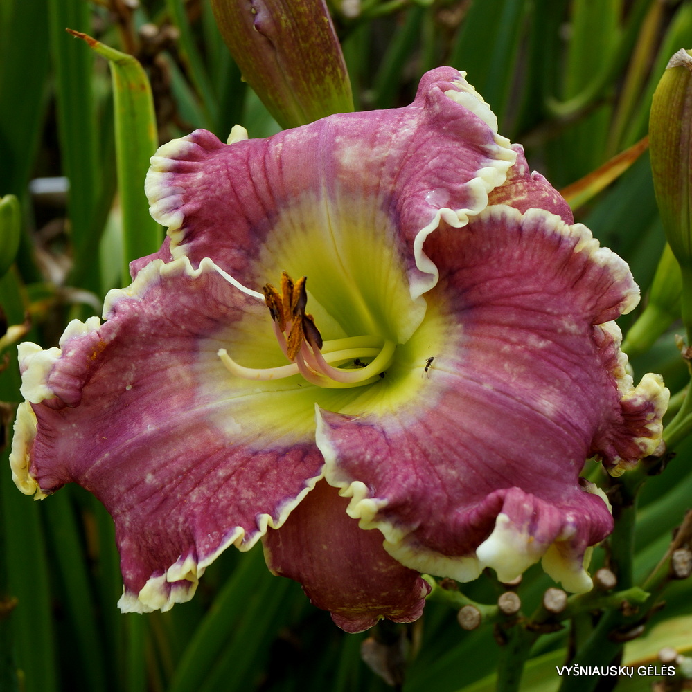 daylily 'All Things to All Men' (3)