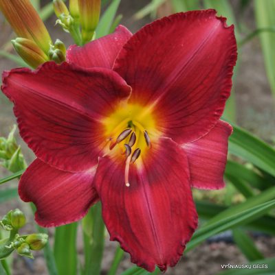 daylily-I-Can‘t-Stop-Loving-You