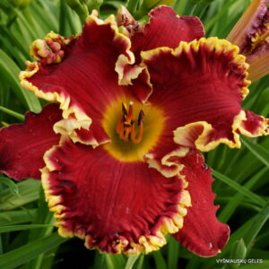daylily 'Red Blooded'