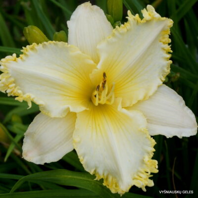 daylily 'See Me, Feel Me, Touch Me' (2)
