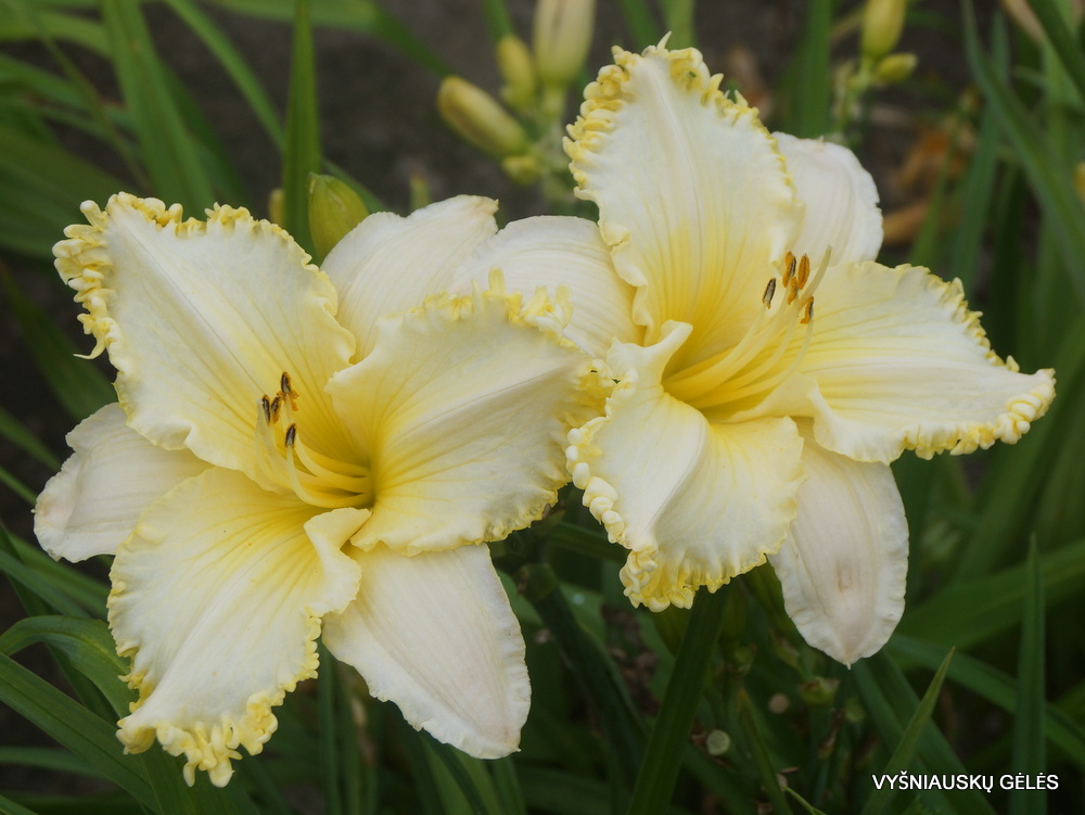 daylily 'See Me, Feel Me, Touch Me' (3)