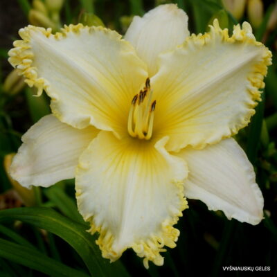 daylily 'See Me, Feel Me, Touch Me'