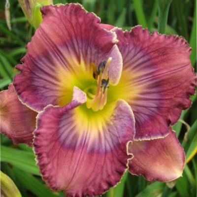daylily-what-a-relief