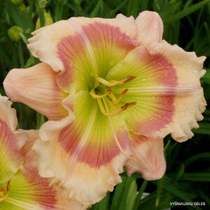 daylily 'Wings over the Rainbow'