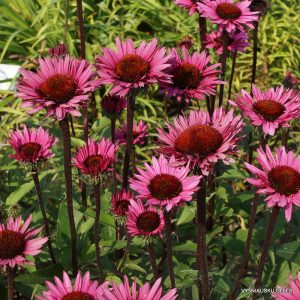 eziuoles-fatal-attraction