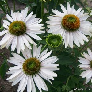 eziuoles-fragrant-angel