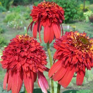 eziuoles-hot-papaya-2