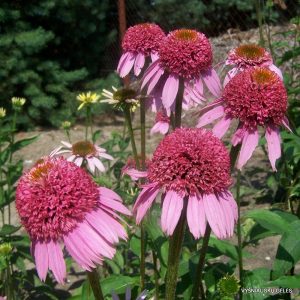 eziuoles-razzamatazz