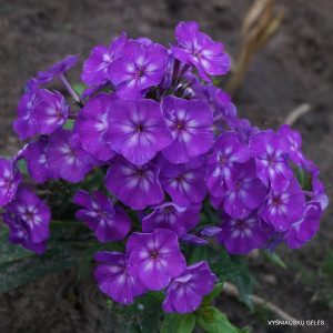flioksai-adessa-special-purple-star