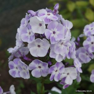 flioksai-paniculata-deja-vu