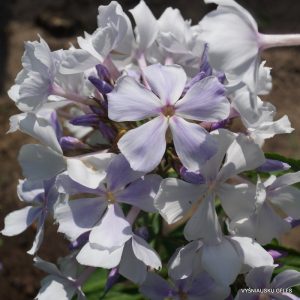 flioksai-paniculata-nebesa