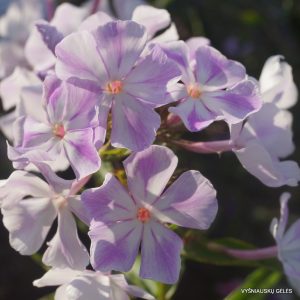 flioksai-paniculata-prokhlada