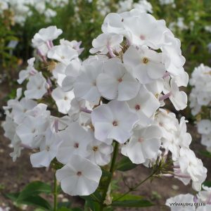 flioksai-‘Balet‘