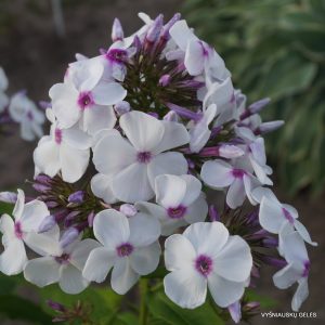 flioksai-belye-nochi