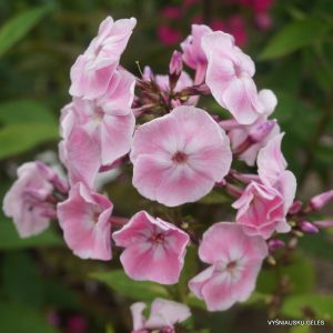 flioksai-duchess-of-york