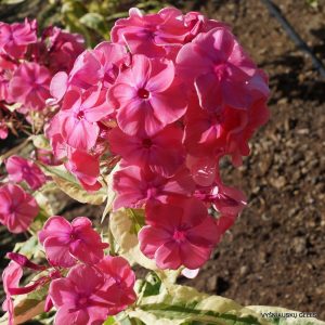 flioksai-‘Elizabeth'