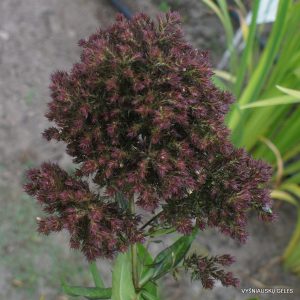 flioksai ‘Empty Feelings’