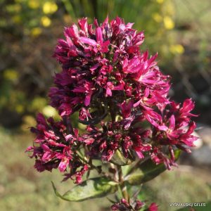 flioksai-fancy-feelings