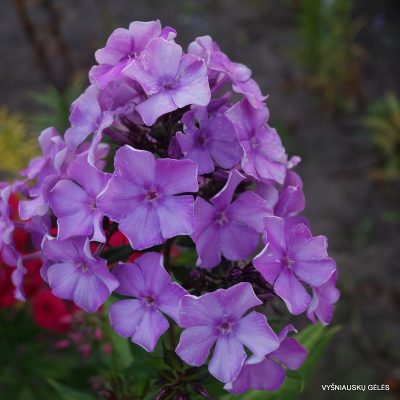 flioksai-fliederball