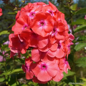 flioksai ‘Fobus’