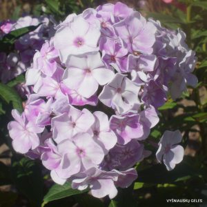 flioksai ‘Gortenziya‘