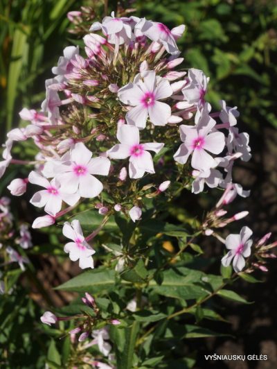 flioksai-herbstlicht-3