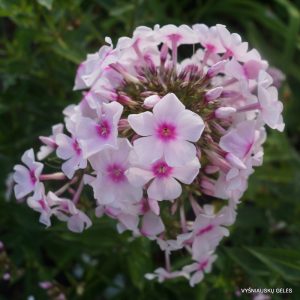 flioksai-herbstlicht