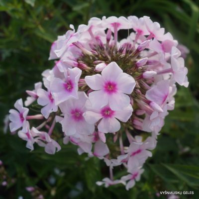 flioksai-herbstlicht