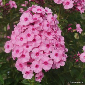 flioksai-herbstwalzer