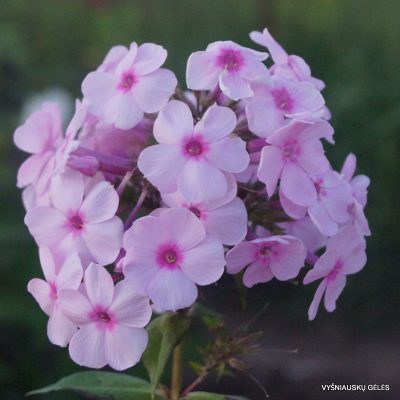 flioksai-kammerzell-2