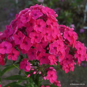 flioksai-kirschkonig