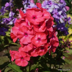 flioksai-krasnyi-wiking