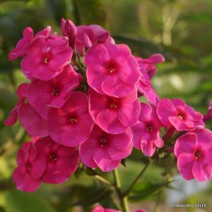 flioksai-manoir-dhezeques